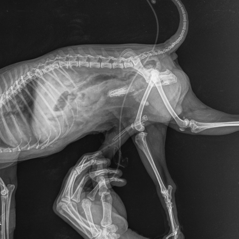 Iohexol kontrast ajanı ile köpek mesane röntgeni Iohexol kontrast ajanı ile köpek mesane röntgeni