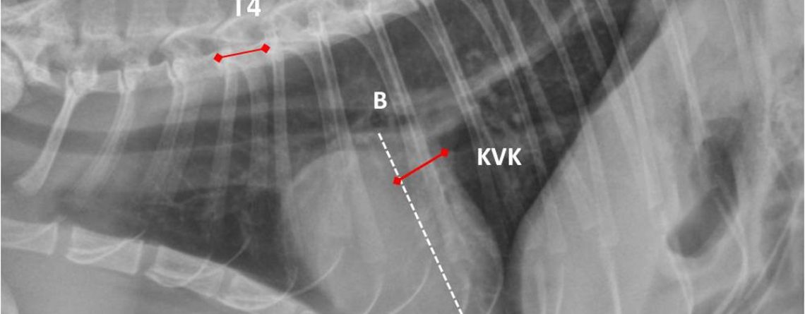 Kedilerde Toraks Radyogramlarından Kalp Siluetinin Objektif Değerlendirme Yöntemleri