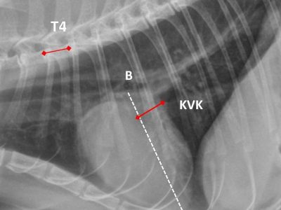 Kedilerde Toraks Radyogramlarından Kalp Siluetinin Objektif Değerlendirme Yöntemleri