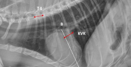 Kedilerde Toraks Radyogramlarından Kalp Siluetinin Objektif Değerlendirme Yöntemleri