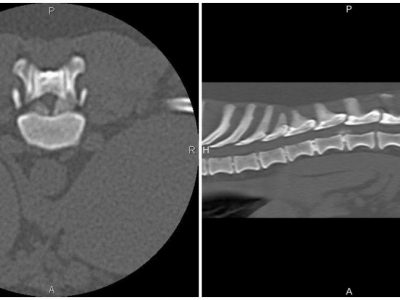 Veteriner Hekimlikte Bilgisayarlı Tomografi Kullanımı