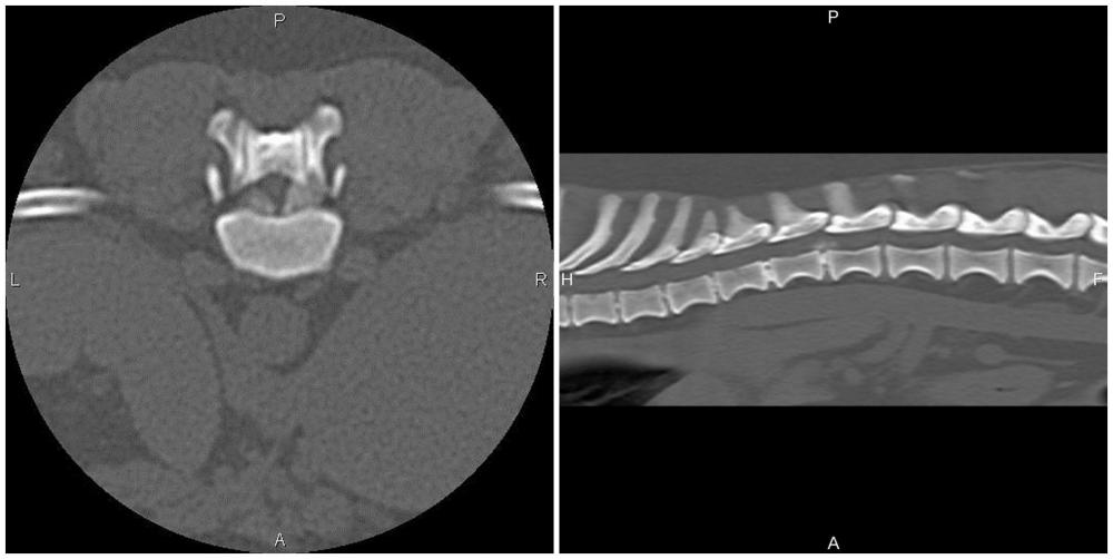 Veteriner Hekimlikte Bilgisayarlı Tomografi Kullanımı