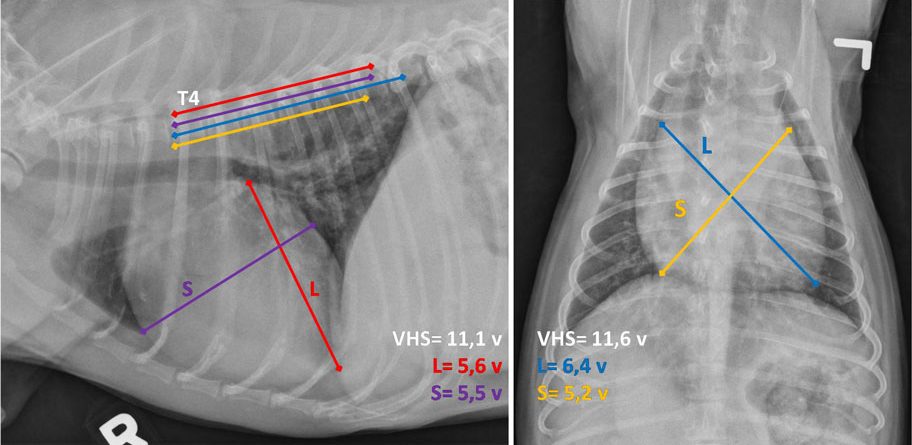 Köpeklerde Kalp Silüetinin Objektif Değerlendirilmesi