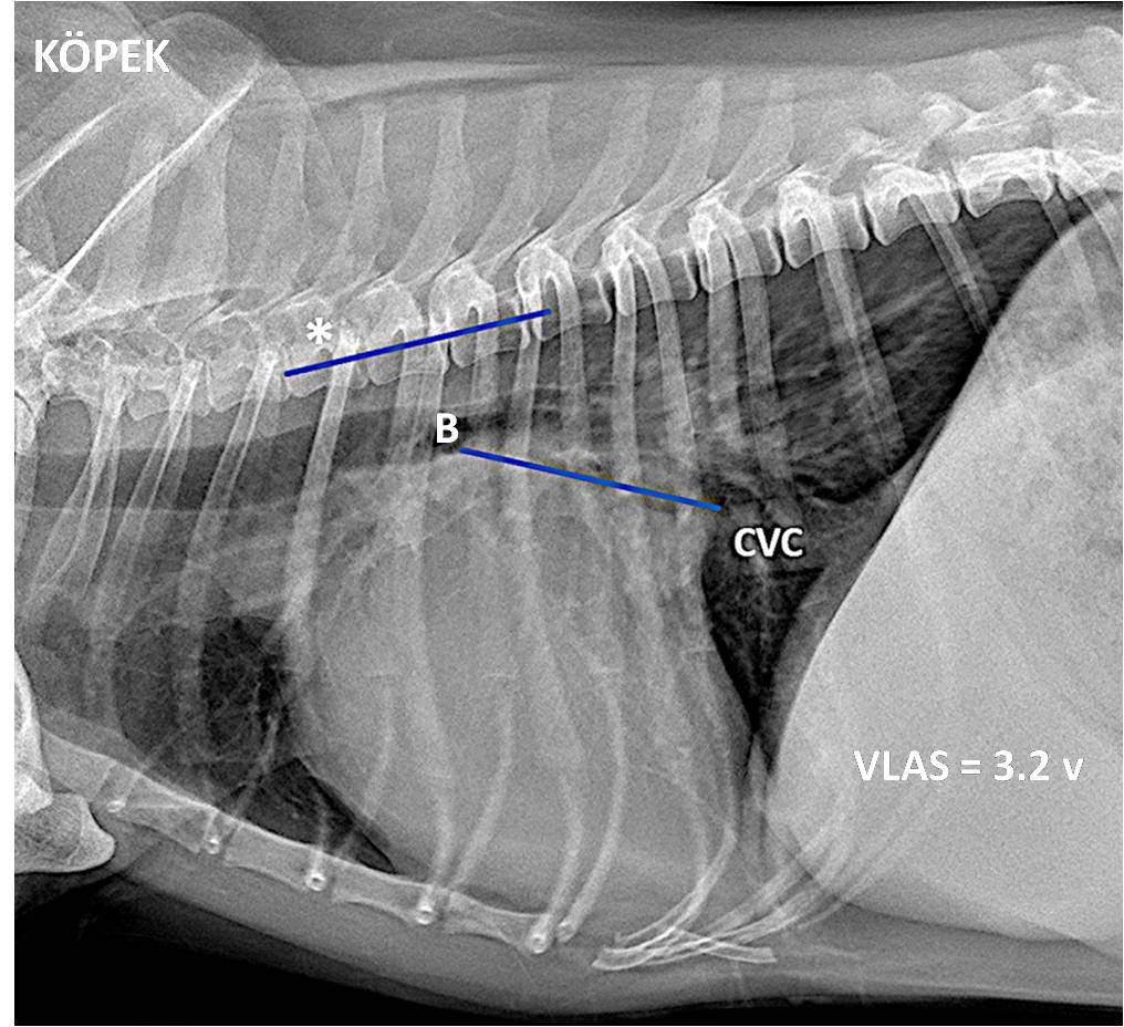 Köpeklerde Kalp Silüetinin Objektif Değerlendirilmesi Köpeklerde Kalp Silüetinin Objektif Değerlendirilmesi