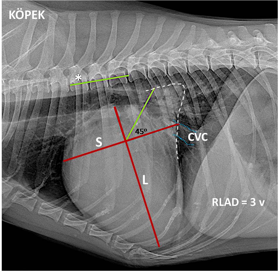 Köpeklerde Kalp Silüetinin Objektif Değerlendirilmesi Köpeklerde Kalp Silüetinin Objektif Değerlendirilmesi